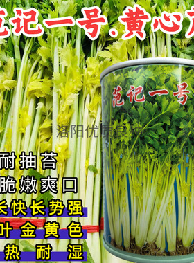 范记一号黄芹种子耐抽苔耐热耐湿耐寒黄心芹菜空心小香芹菜种子籽