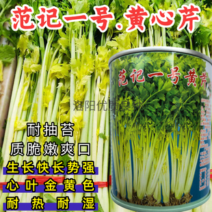 范记一号黄芹种子耐抽苔耐热耐湿耐寒黄心芹菜空心小香芹菜种子籽