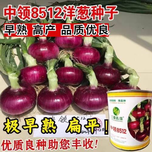 极早熟洋葱种子中领8512紫皮洋葱种子秋季葱种圆葱扁圆蔬菜种籽孑