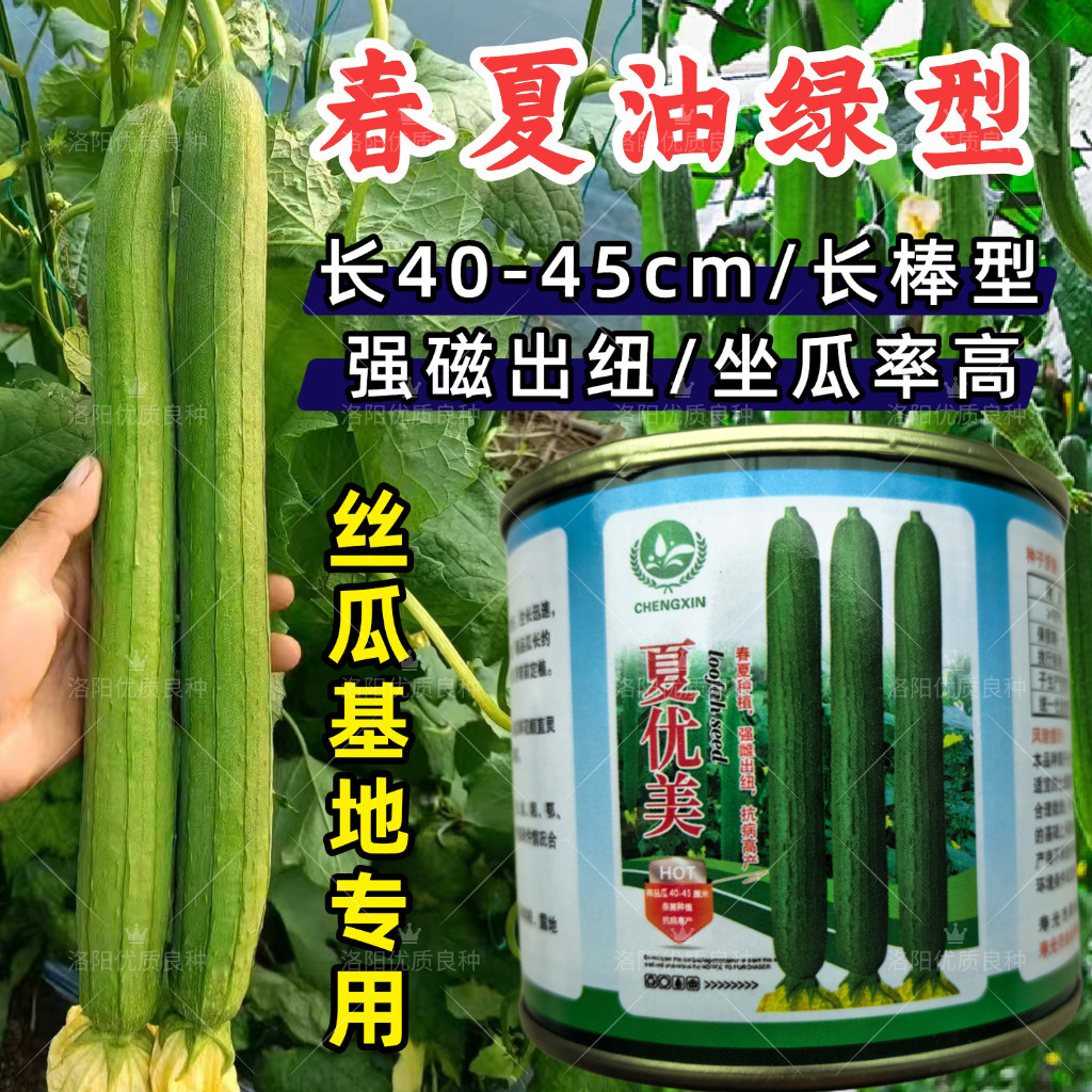 夏优美长丝瓜种子强磁长棒耐热肉丝瓜高产顺直翠绿春夏丝瓜种子籽