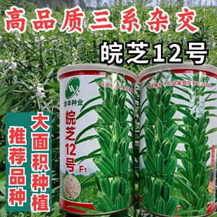 杂交芝麻种子皖芝12号高产白芝麻种高油矮脚榨油芝麻种子籽孑大田