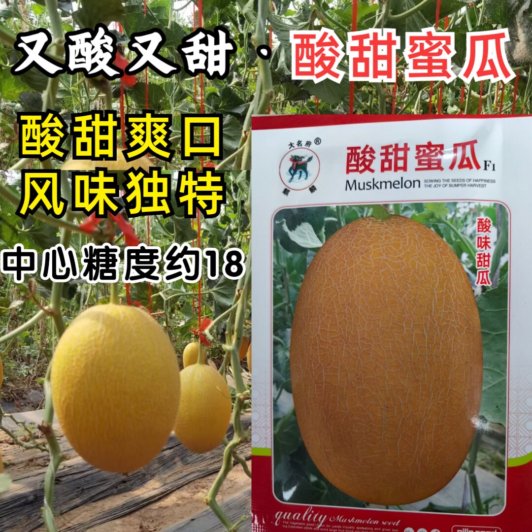 酸甜蜜瓜甜瓜种子酸味多汁甜瓜香瓜黄皮网纹哈密瓜水果种子籽大田