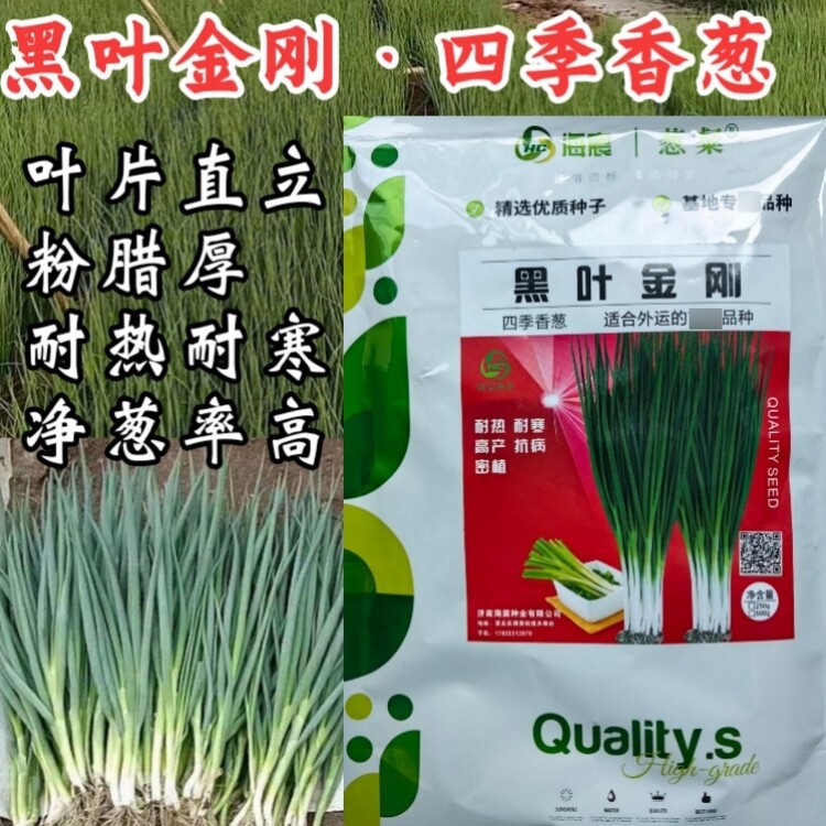 黑叶金刚香葱种子四季小香葱耐热耐寒春夏秋山东小葱种子籽孑大田