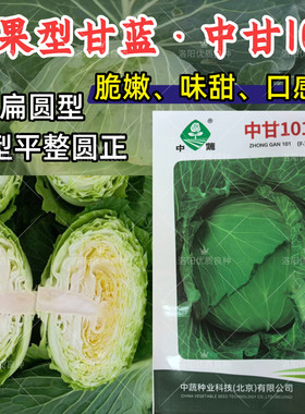 水果甘蓝种子中甘101生吃甜脆扁圆球薄皮黄心秋播甘蓝包菜种子籽