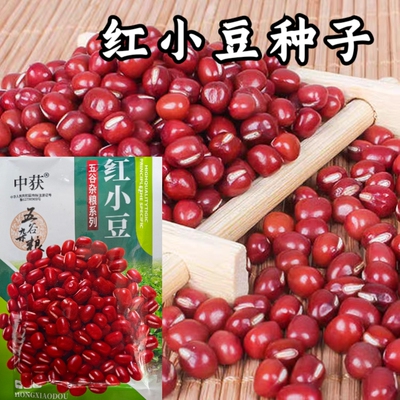 红小豆种子早熟赤小豆红豆杂粮种籽春夏播种农家菜园蔬菜种子籽孑