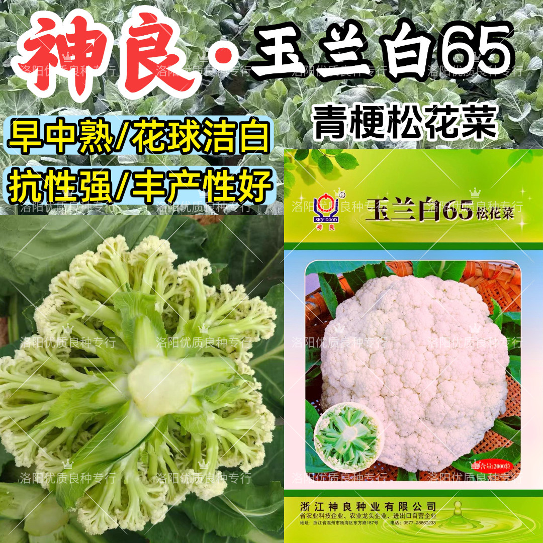 神良玉兰白65松花菜种子早熟耐热高产花球洁白青梗散花椰菜种子籽