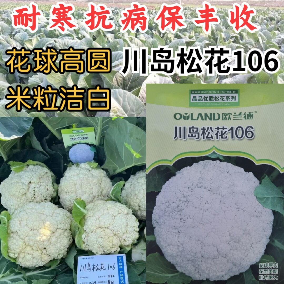 耐寒越冬小米粒晚熟春秋花椰菜