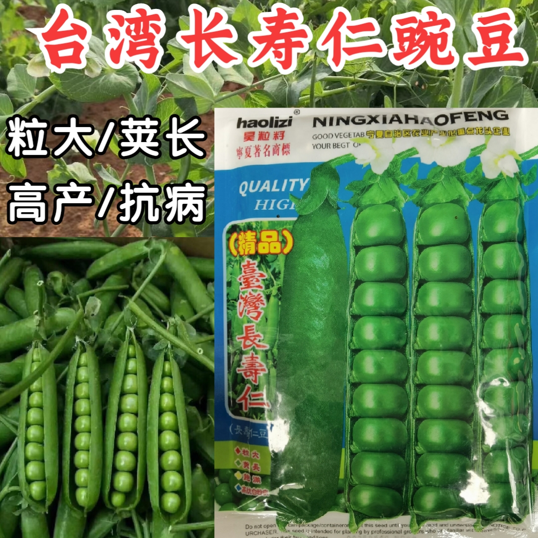 台湾长寿仁豌豆种子籽大粒荚长饱满高产甜豌豆荚春秋甜脆豌豆籽孑