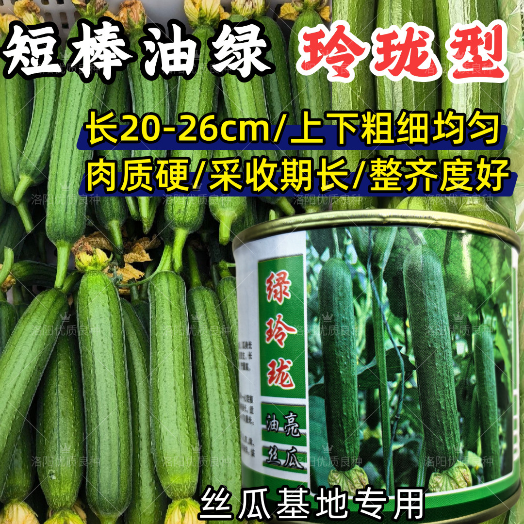 短棒丝瓜种子绿玲珑早熟油绿肉丝瓜耐寒耐热露地短粗香丝瓜种子籽