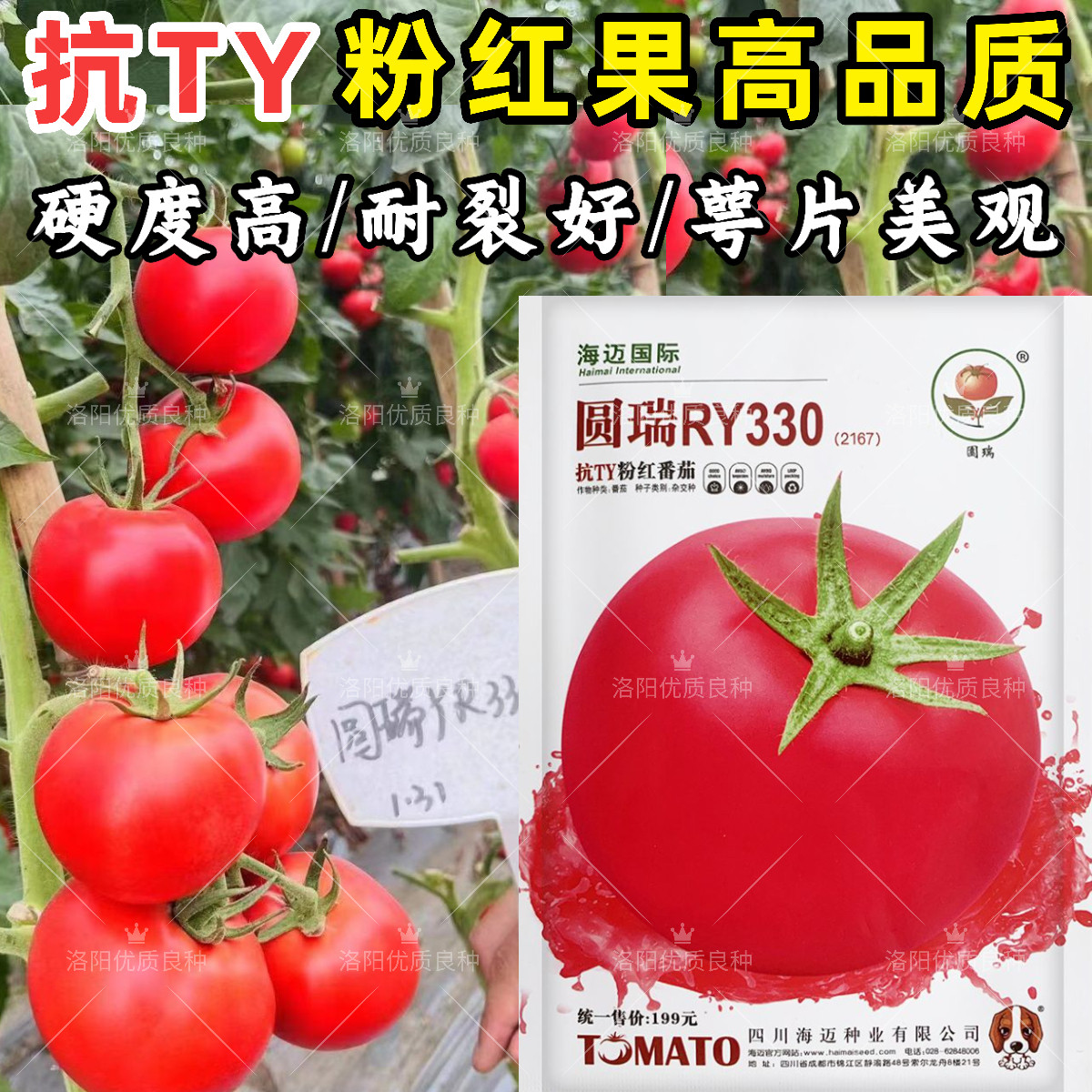 圆瑞RY330粉红番茄种子抗病硬果耐裂苹果型抗TY耐线虫西红柿种子