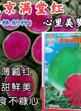 心里美萝卜甜脆水果萝卜高产