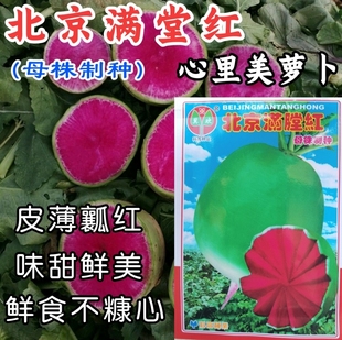 北京满堂红萝卜种子 心里美萝卜绿皮红肉红心甜脆水果萝卜种子籽