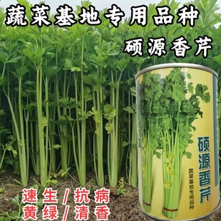 硕源香芹种子四季小香芹无纤维黄绿速生耐热菜农芹菜种子籽大田