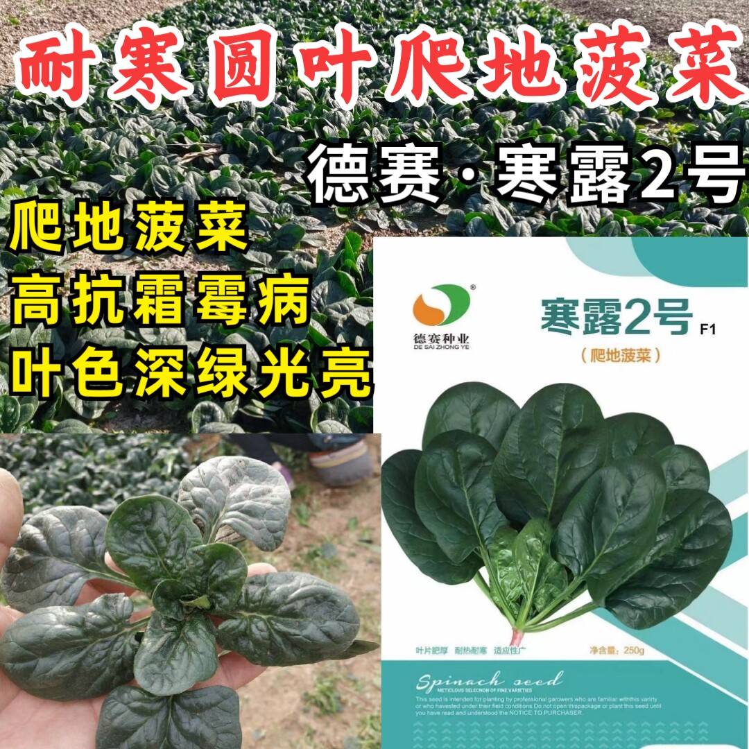 寒露2号爬地菠菜种子趴地耐寒耐热抗霜霉病圆叶春秋塌地菠菜种子