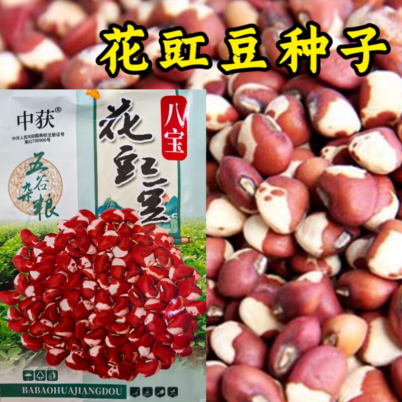 花豇豆种子春秋早熟豇豆种子绿豆黑豆红小豆大田种子孑高产抗病强