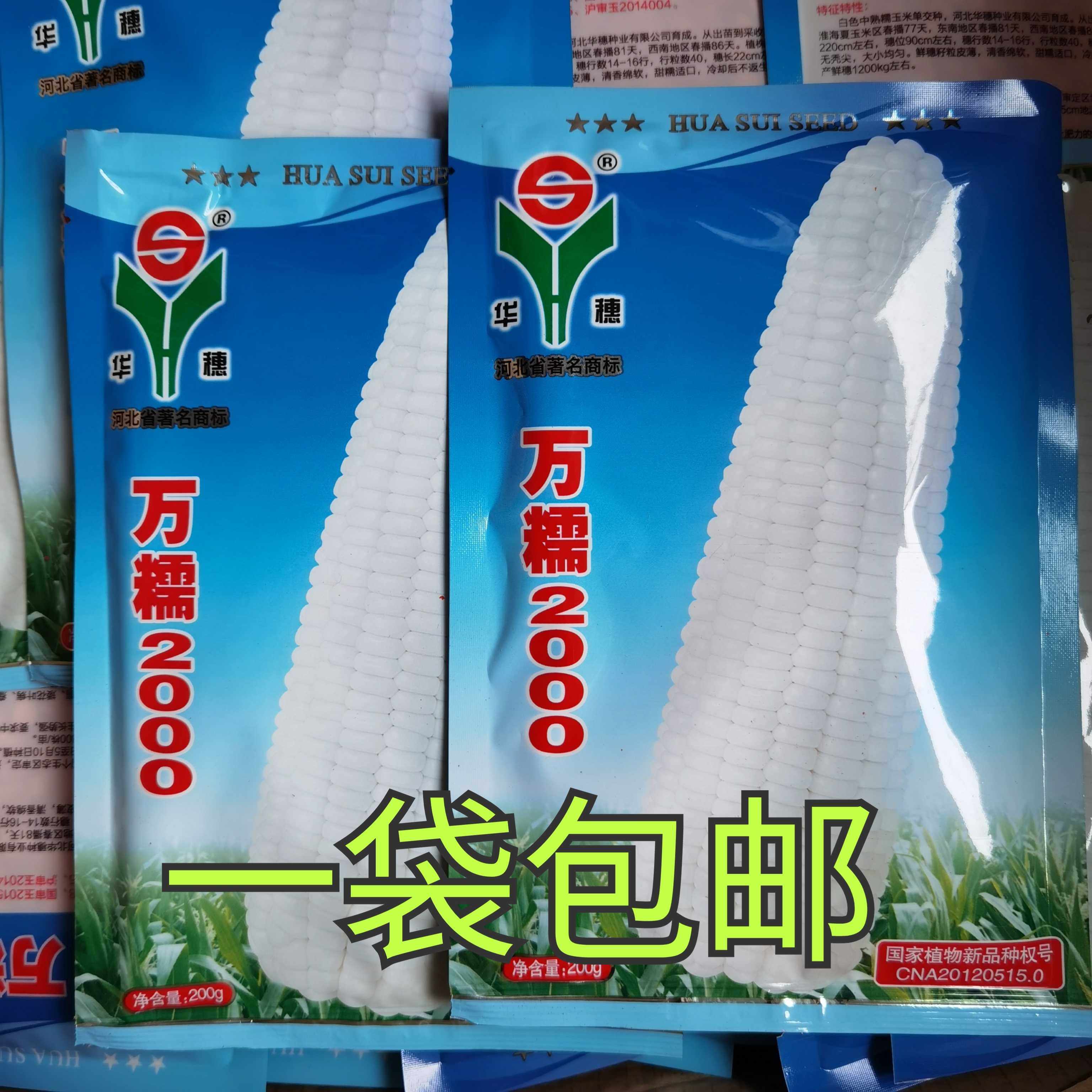 万糯2000玉米种子籽孑华穗万糯2000万糯188甜糯玉米种子河北华穗 - 实物图