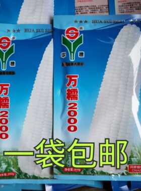 万糯2000玉米种子籽孑华穗万糯2000万糯188甜糯玉米种子河北华穗