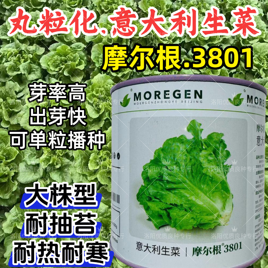 丸粒化生菜种子摩尔根3801芽率高耐寒耐热春夏秋意大利生菜种子籽