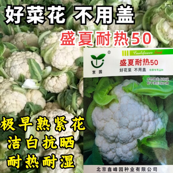 盛夏耐热50紧花菜种子早熟实花免盖球耐热耐湿紧抱秋播花椰菜种子