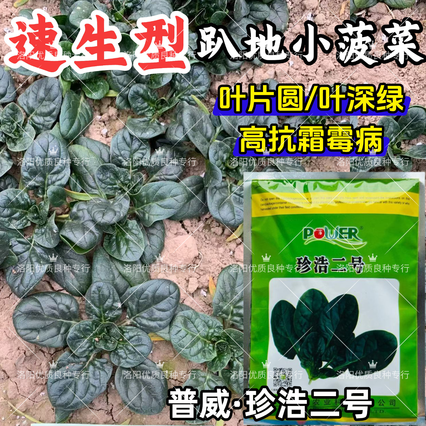 珍浩二号趴地菠菜种子速生圆叶深绿耐寒抗霜霉病越冬塌地菠菜种子