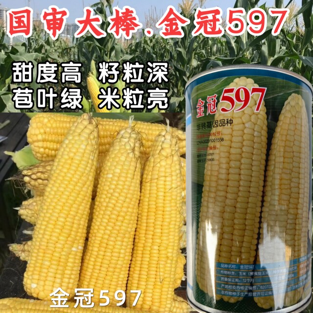 金冠597玉米种子北京四海大棒水果玉米超甜太阳花甜玉米种子籽孑