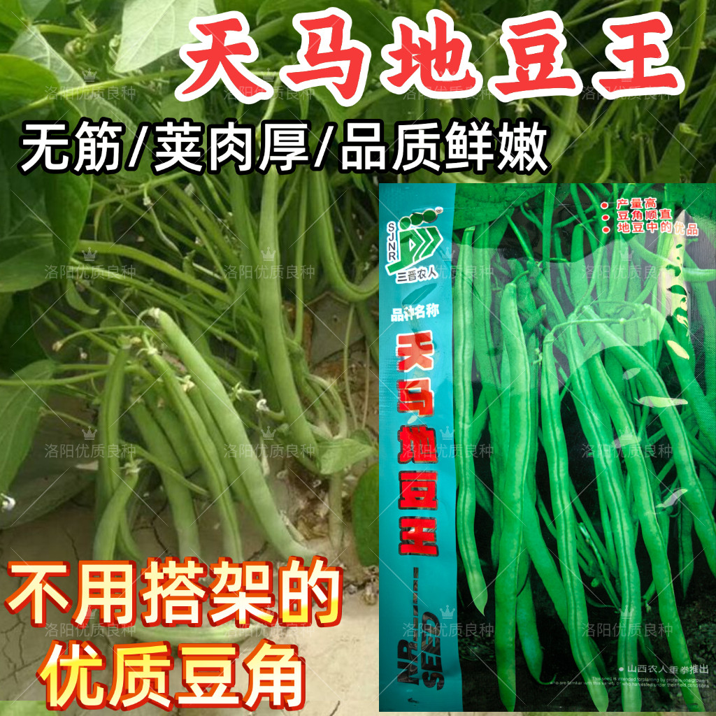 天马地豆王种子无筋不搭架无架长豆角种早熟高产春秋四季豆种子籽图片