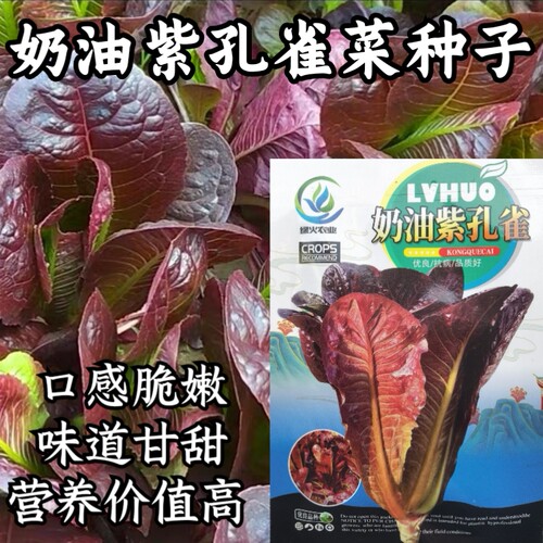甜脆奶油孔雀菜生菜超好吃