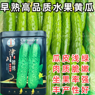 津川锦绣水果黄瓜种子甜脆不苦旱黄瓜阳台田园春秋蔬菜瓜果种子籽