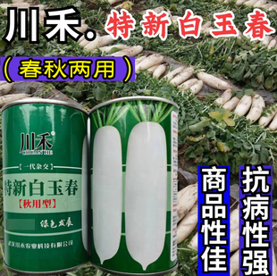 特新白玉春萝卜种子秋播韩国纯白萝卜须少甜脆水果白萝卜种子籽孑