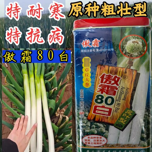 原种金杆寒葱王大梧桐大葱种籽