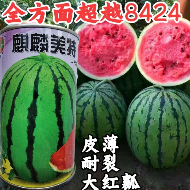 麒麟美特西瓜种子 早熟大果红瓤耐裂耐低温超8424京欣西瓜种子籽,鲜花速递/花卉仿真/绿植园艺,家庭园艺种子,淘宝优惠券,粉丝福利购,淘宝优惠卷