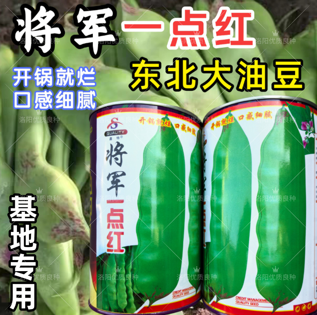 东北一点红油豆角种子大油豆角籽农家将军一点红豆角架豆种子无筋图片