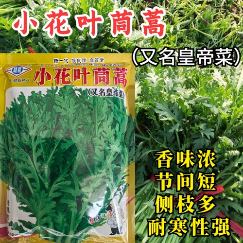 小花叶茼蒿菜种子中叶茼蒿耐寒皇帝菜盆栽青菜籽春秋农家蔬菜种孑