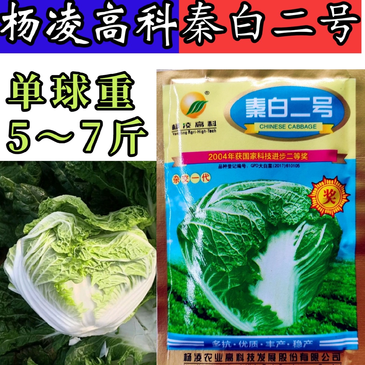 杨凌小包头秦白火锅菜种子大白菜