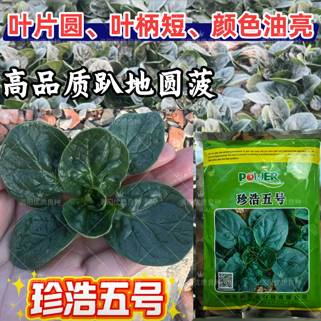 珍浩五号趴地菠菜种子普威大叶耐寒短梗圆叶厚叶黑绿叶菠菜种子籽