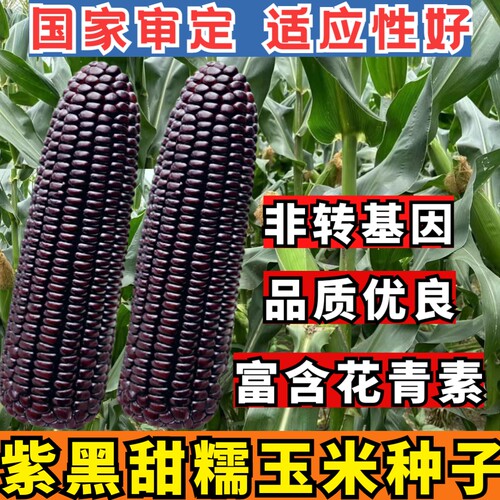 紫黑甜糯玉米甜糯非转基因好吃春