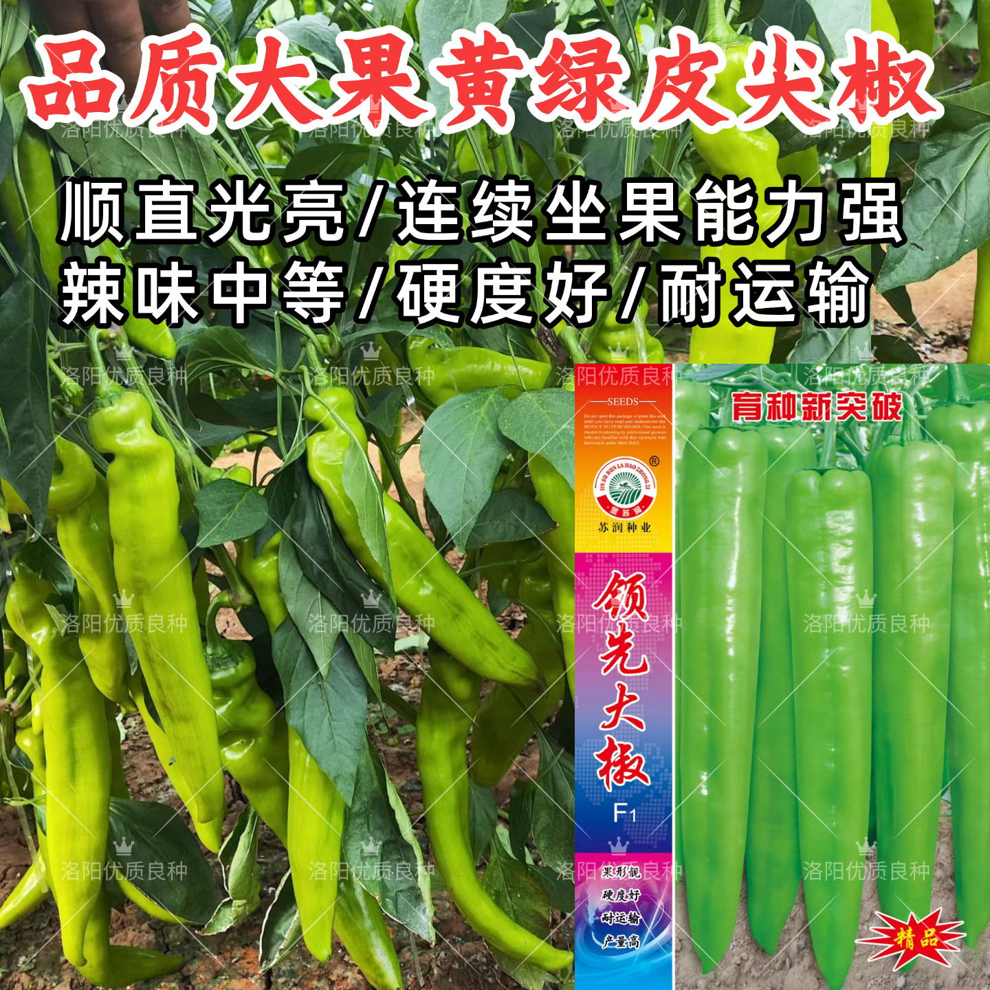 领先大椒种子大果黄绿皮羊角椒中辣顺直露地大棚牛角椒辣椒种子籽