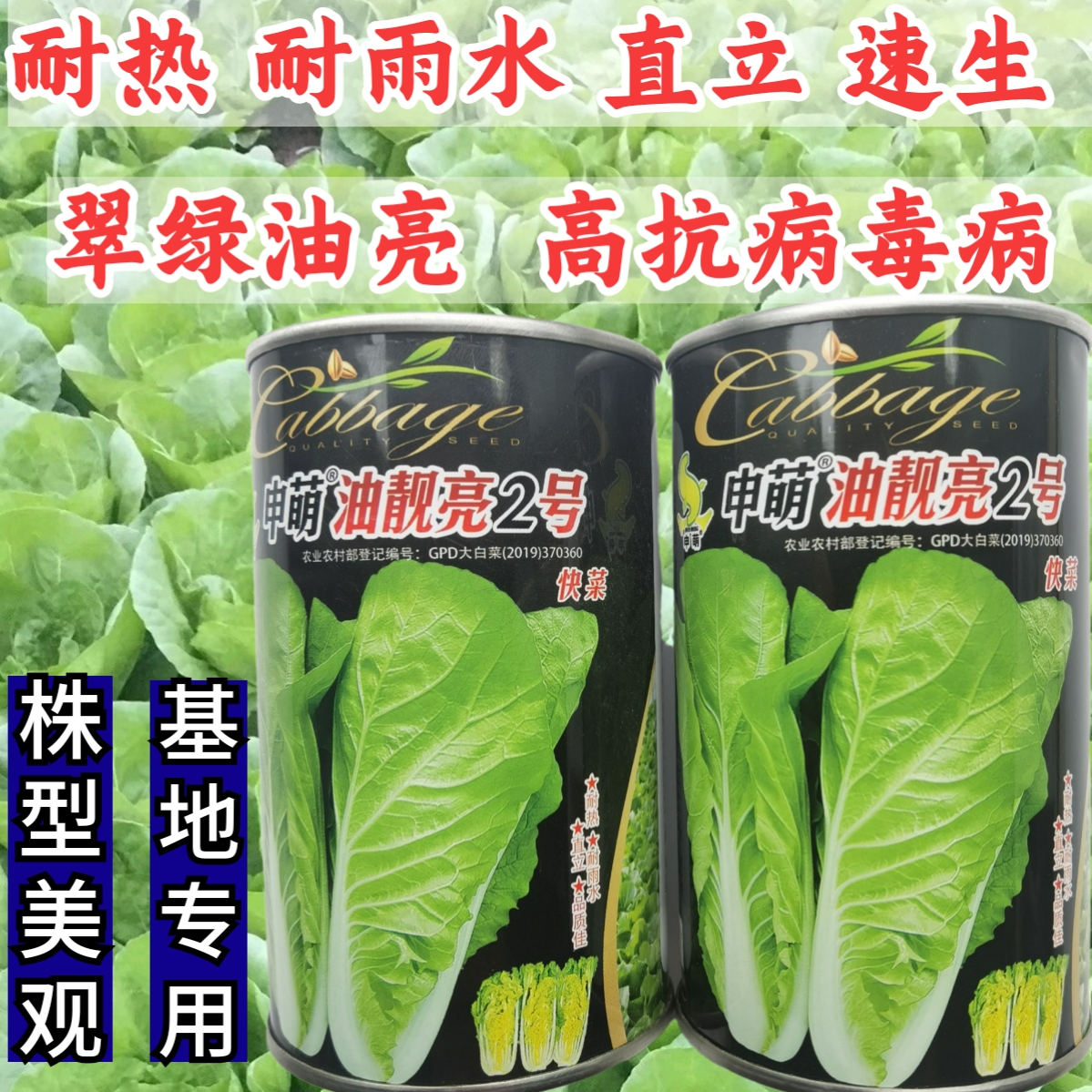 耐热小白菜快菜蔬菜种子申萌