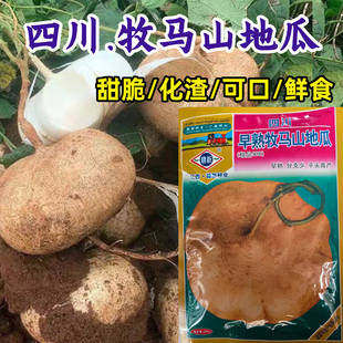 地瓜种子早熟四川凉薯种子水果沙葛凉瓜土瓜农家地瓜蔬菜种子籽孑