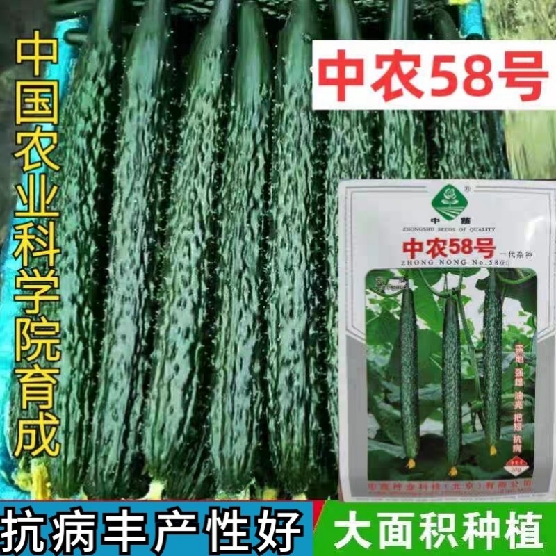 中蔬58号黄瓜种子农科院高产四季农家大田蔬菜春季冬季耐寒耐低温