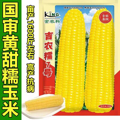 吉农糯7号黄糯玉米种籽子高产早熟特大棒国审黄甜糯玉米种子籽孑