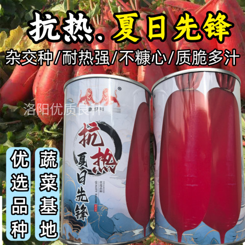 杂交大红袍萝卜种子抗热夏日先锋红皮白肉夏秋水果红萝卜种子籽孑