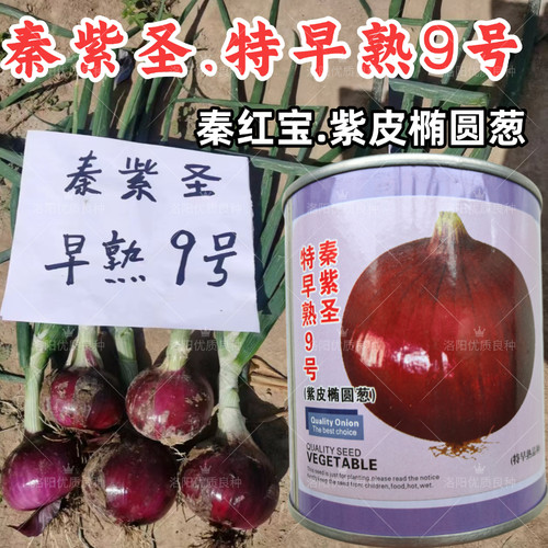 秦紫圣特早熟9号洋葱种子秦红宝紫红皮椭圆耐抽苔水果洋葱种子紫