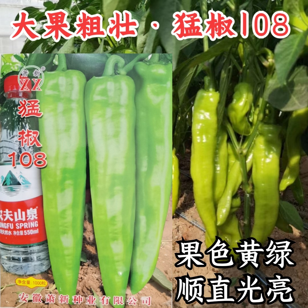 萧新猛椒108辣椒种子 特大巨大牛角椒羊角椒尖椒高产蔬菜辣椒种子
