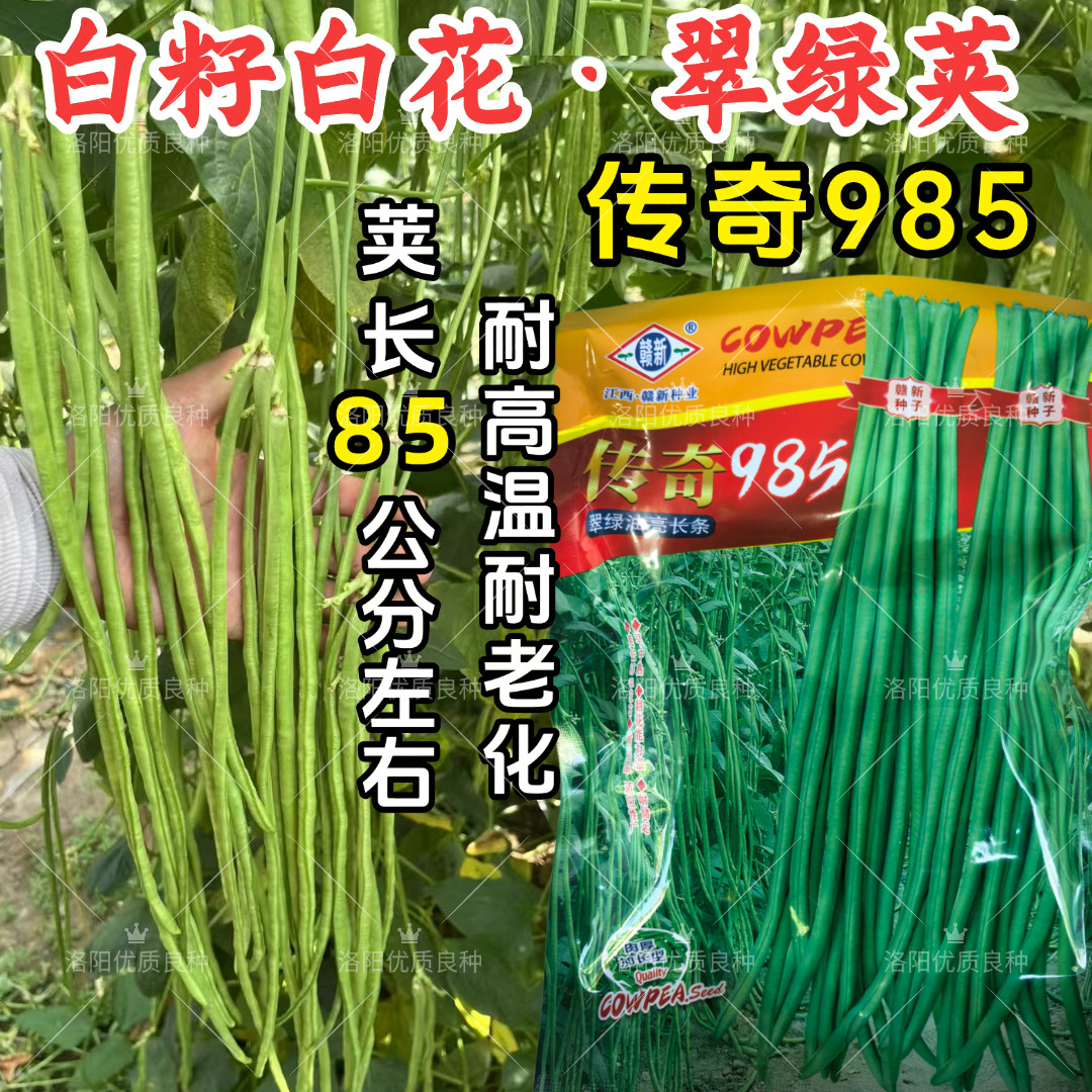 白籽白花豇豆种子传奇985油翠绿荚耐高温耐热春夏长豆角豇豆种子