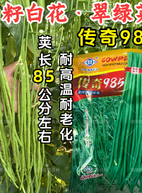 白籽白花豇豆种子传奇985油翠绿荚耐高温耐热春夏长豆角豇豆种子