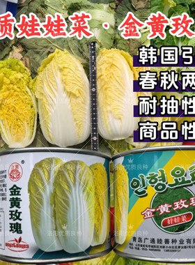 金黄玫瑰娃娃菜种子韩国黄心小白菜耐抽苔春秋玲珑娃娃菜蔬菜种子
