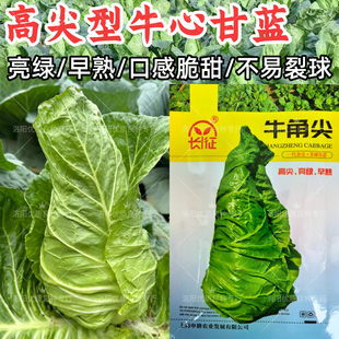 高尖型牛心甘蓝种子牛角尖早熟甜脆亮绿黄心芯春秋牛心甘蓝种子籽