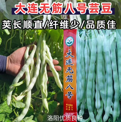 大连无筋八号架豆种子白芸豆四季豆架豆白不老豆角种子籽春秋大田