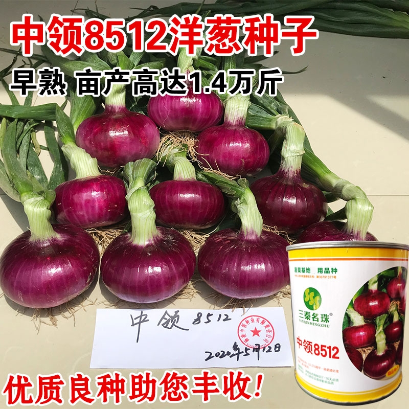 极早熟洋葱种子中领8512紫皮洋葱种子秋季葱种圆葱扁圆蔬菜种籽孑